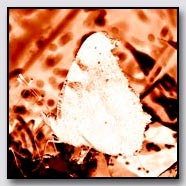 Photoemotions thumbnail