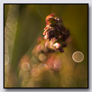 Photoemotions thumbnail