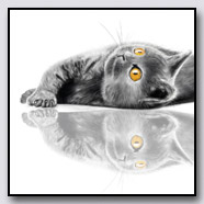 Photoemotions thumbnail