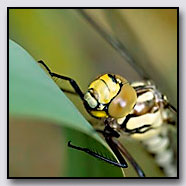 Photoemotions thumbnail