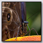 Photoemotions thumbnail
