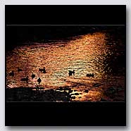 Photoemotions thumbnail