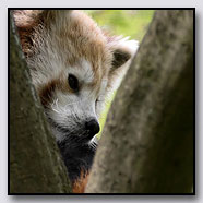 Photoemotions thumbnail