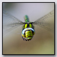 Photoemotions thumbnail