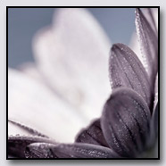 Photoemotions thumbnail