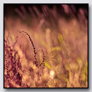 Photoemotions thumbnail