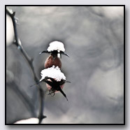 Photoemotions thumbnail
