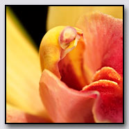Photoemotions thumbnail