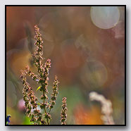 Photoemotions thumbnail