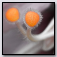 Photoemotions thumbnail