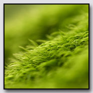 Photoemotions thumbnail