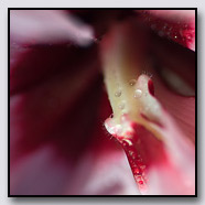 Photoemotions thumbnail
