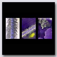 Photoemotions thumbnail