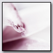 Photoemotions thumbnail