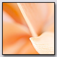 Photoemotions thumbnail