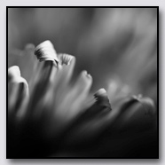 Photoemotions thumbnail