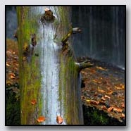 Photoemotions thumbnail