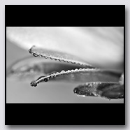 Photoemotions thumbnail
