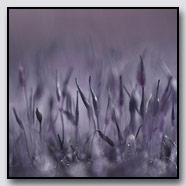 Photoemotions thumbnail