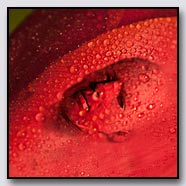 Photoemotions thumbnail
