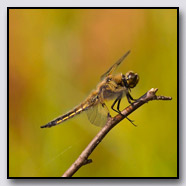 Photoemotions thumbnail